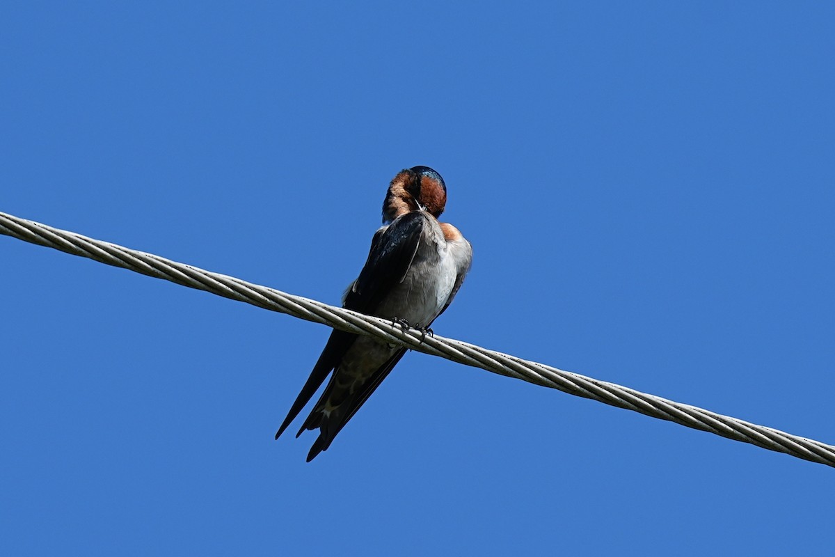 Pacific Swallow - ML623821078