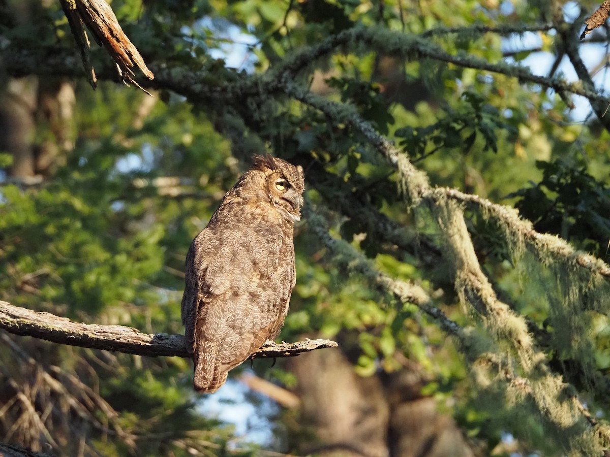 Great Horned Owl - ML623821084