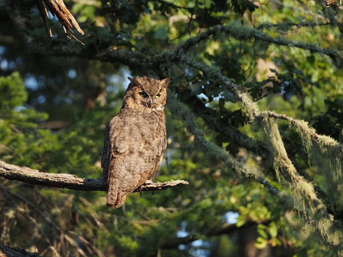 Great Horned Owl - ML623821088