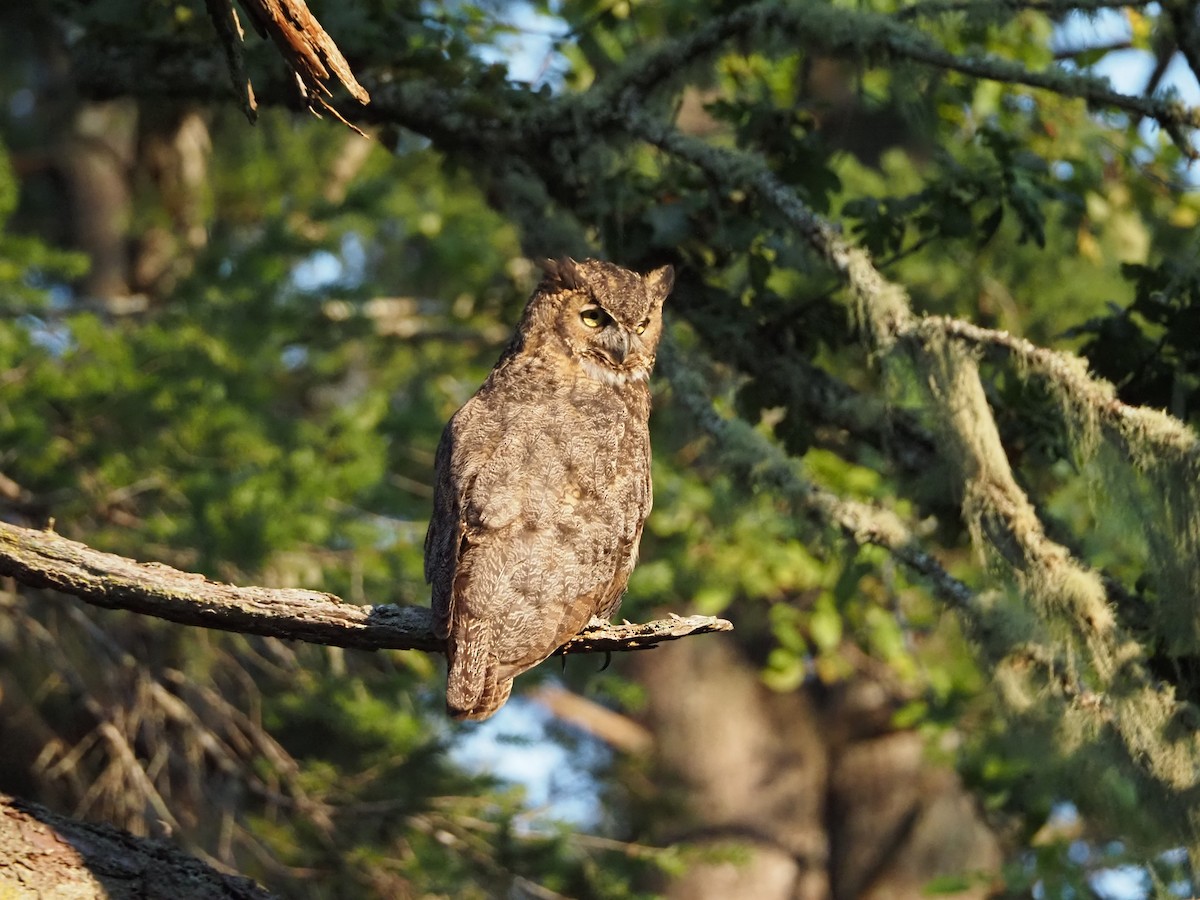 Great Horned Owl - ML623821089