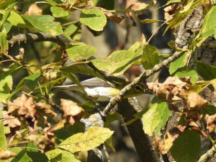 Yellow-throated Vireo - william gray