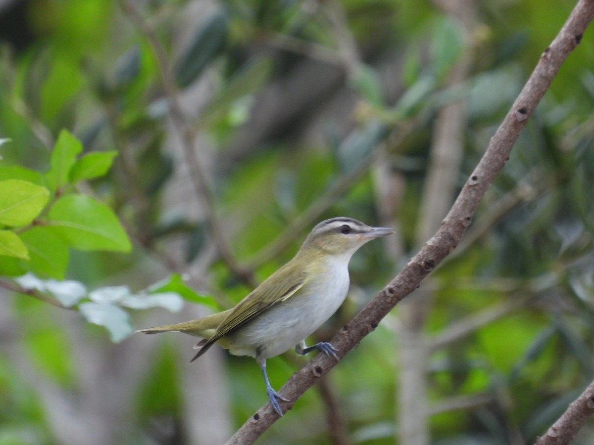 Red-eyed Vireo - Stephanie Schmidt