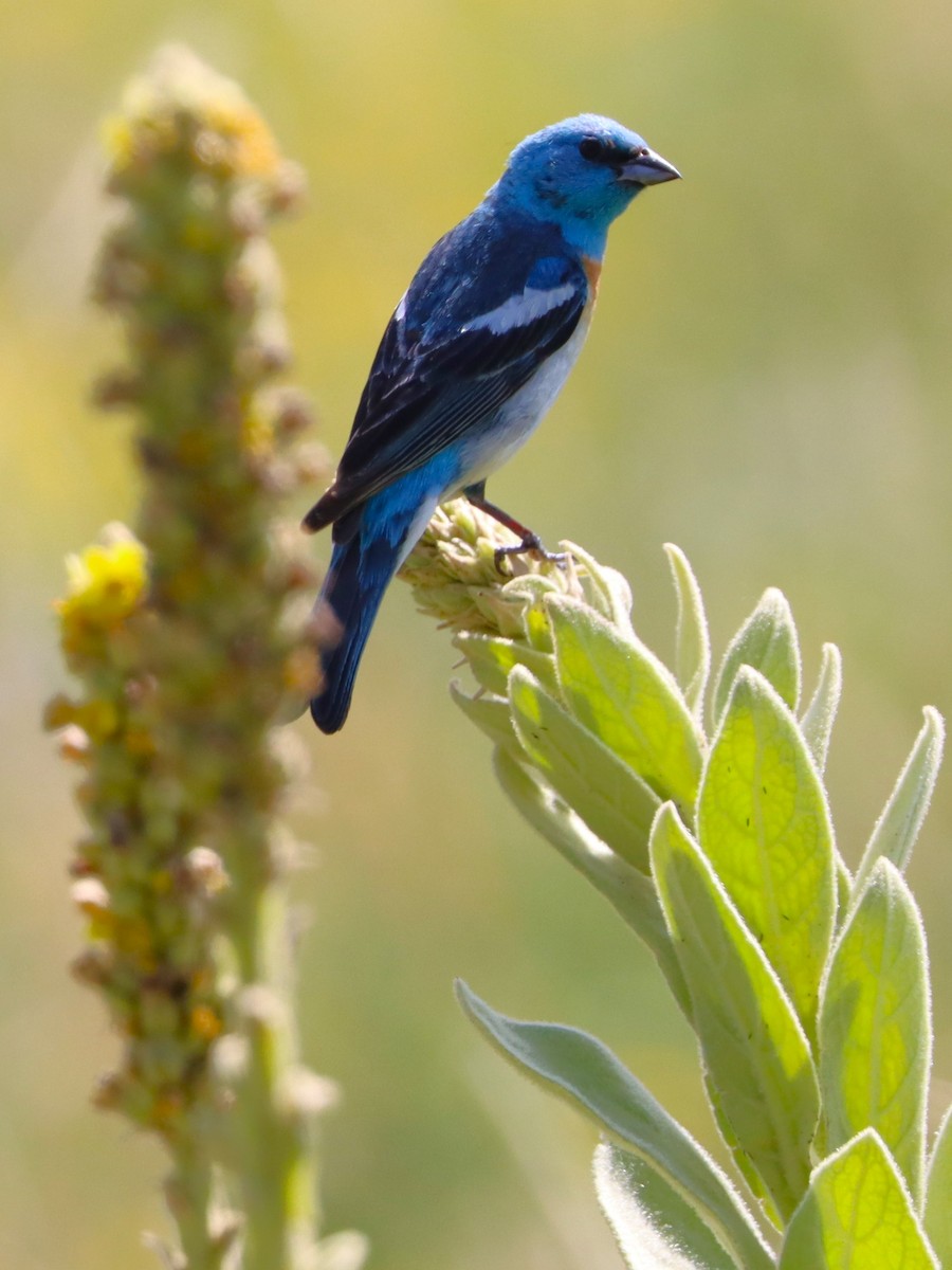 Lazuli Bunting - ML623821117