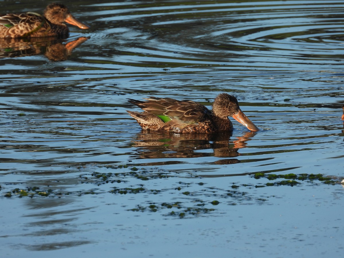 Northern Shoveler - ML623821128