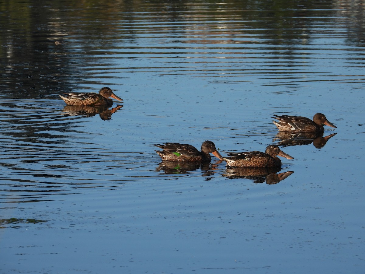 Northern Shoveler - ML623821129