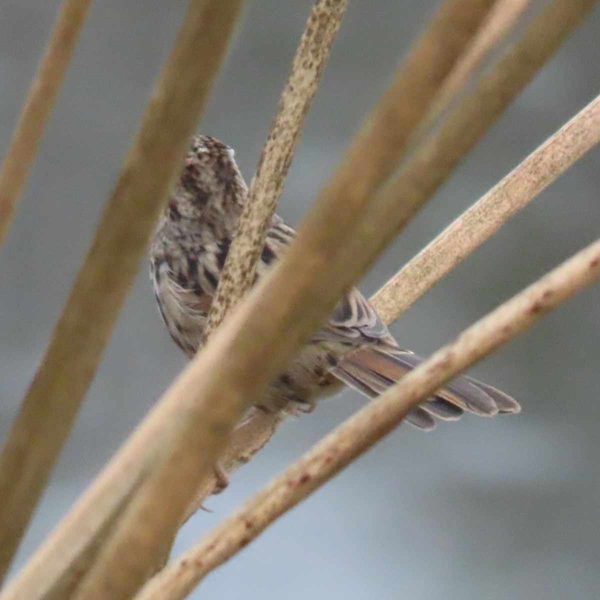 Song Sparrow - ML623821156