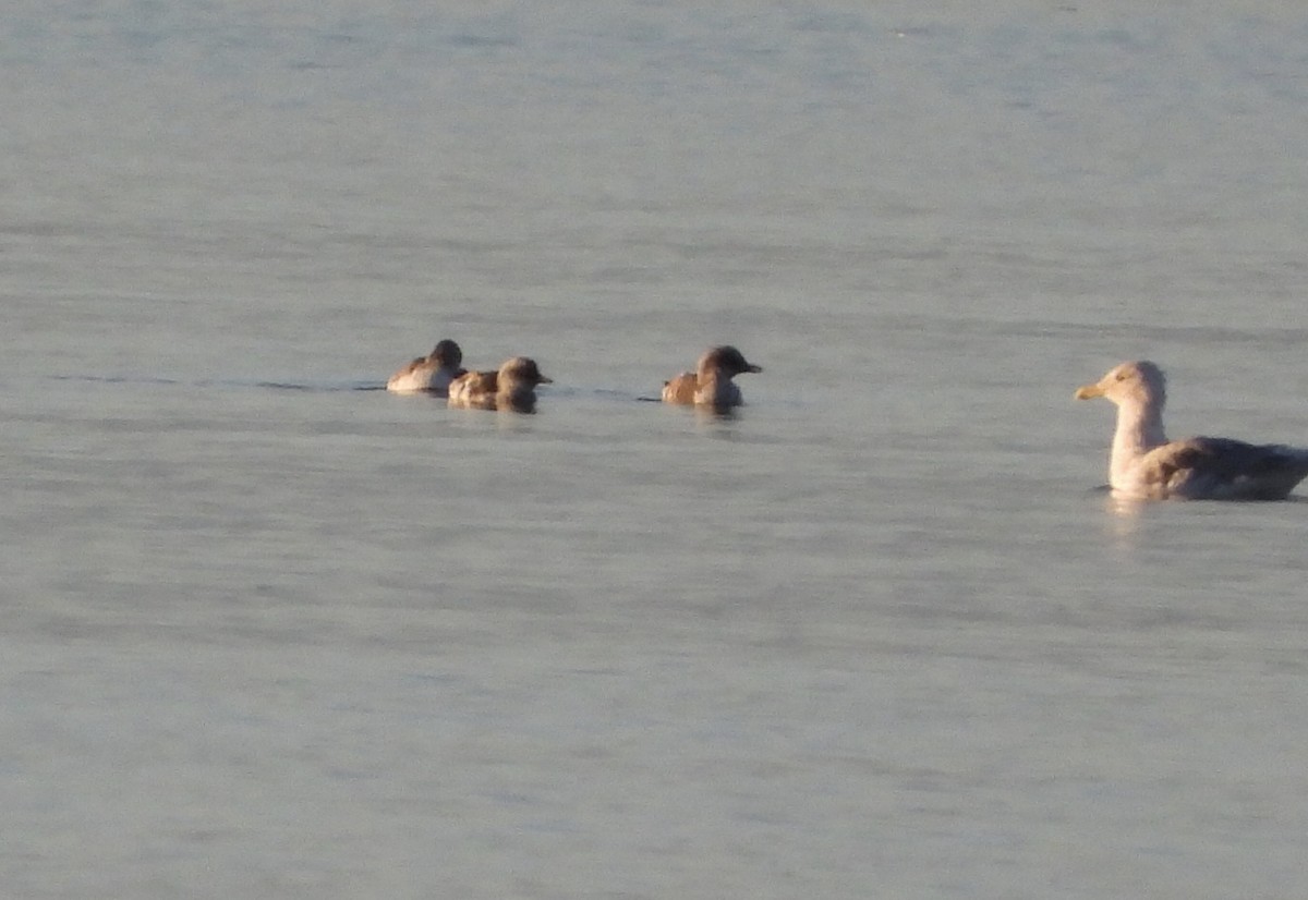 Pigeon Guillemot - ML623821188