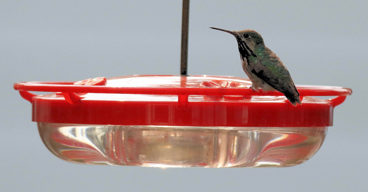 Colibri calliope - ML623821254