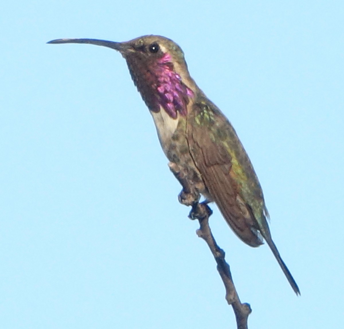 Lucifer Hummingbird - Carolyn Ohl, cc