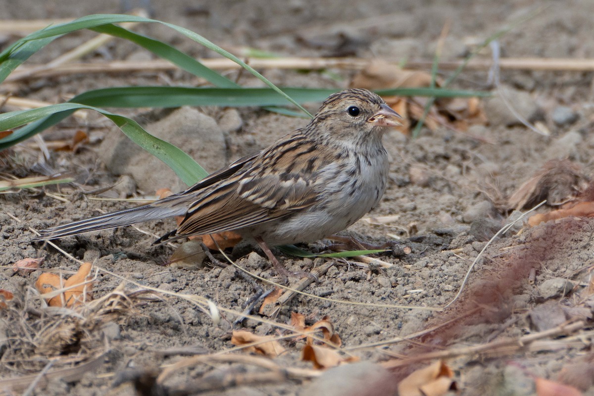 Chipping Sparrow - ML623821316