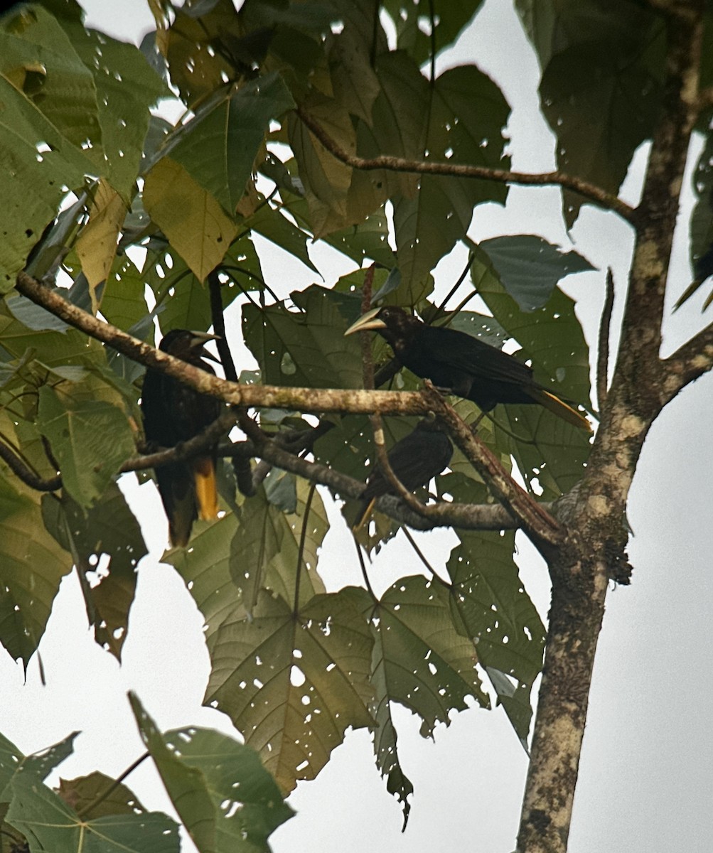 Chestnut-headed Oropendola - ML623821318