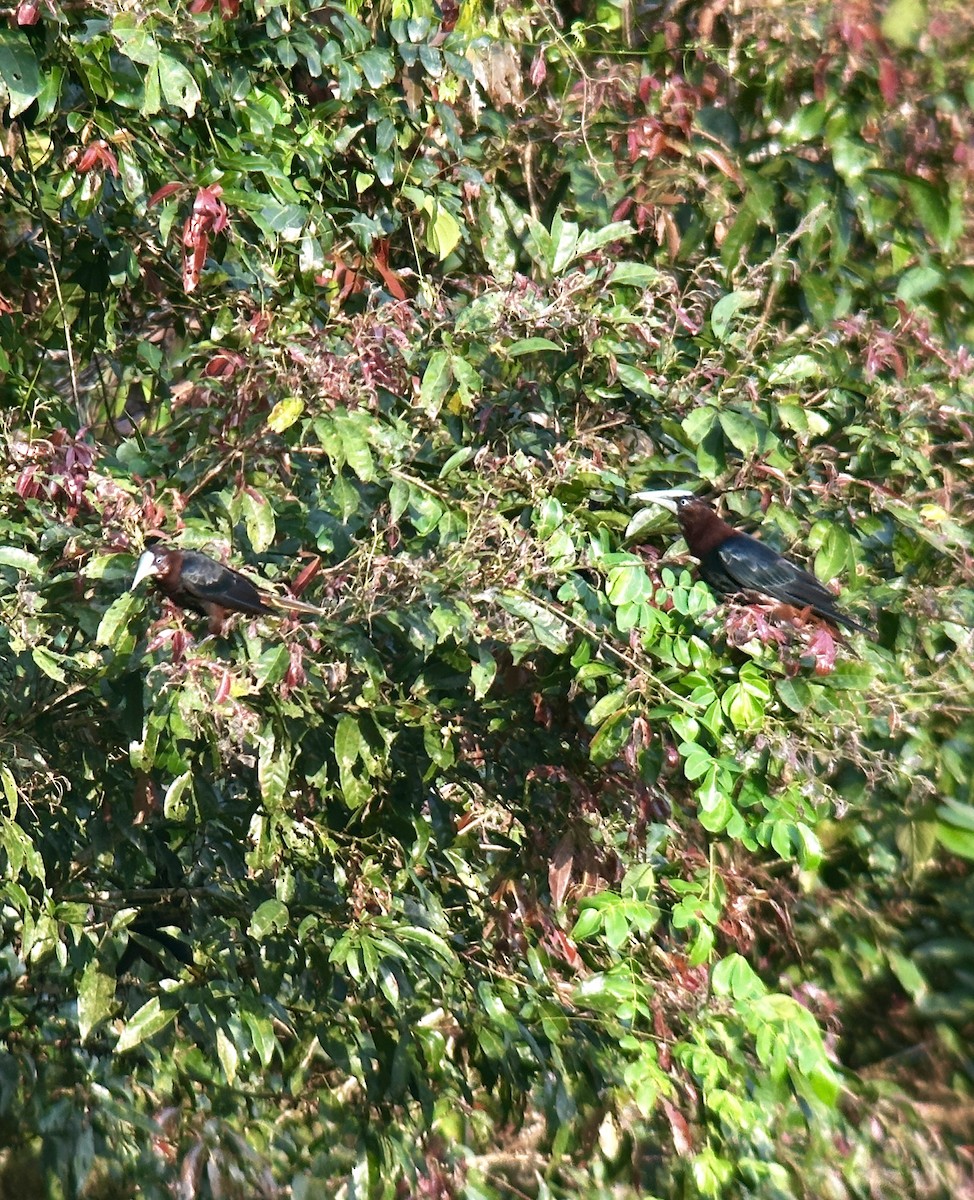 Chestnut-headed Oropendola - ML623821319