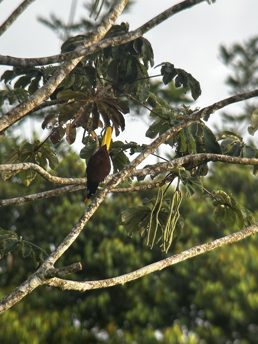 Montezuma Oropendola - ML623821322