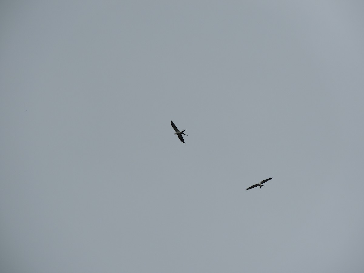 Swallow-tailed Kite - ML623821327