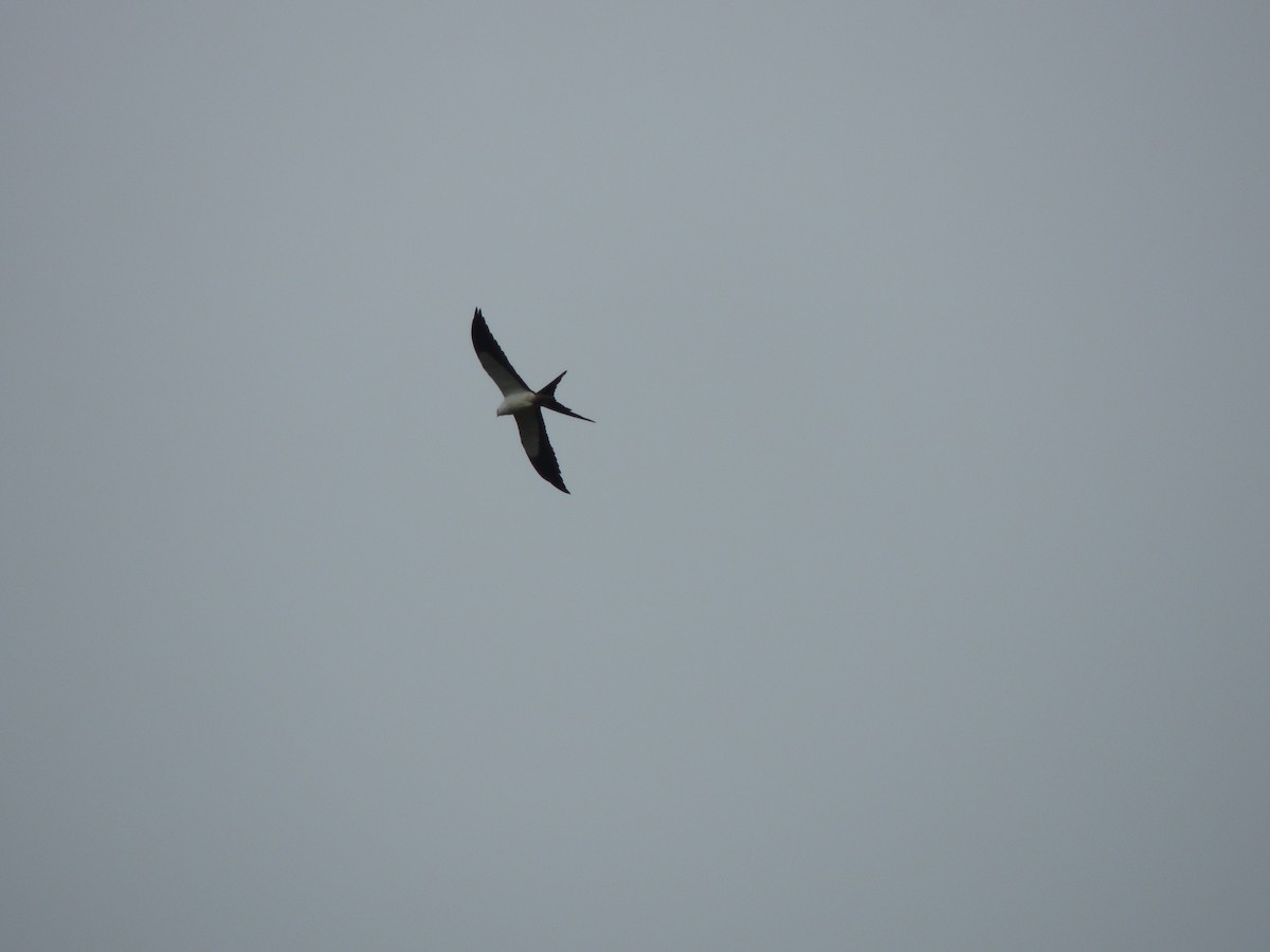 Swallow-tailed Kite - ML623821329