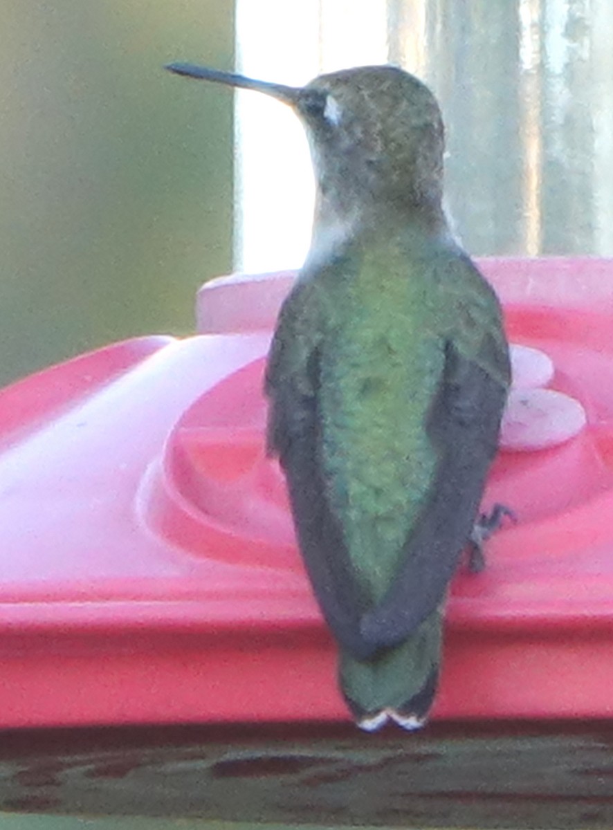 Ruby-throated/Black-chinned Hummingbird - ML623821330