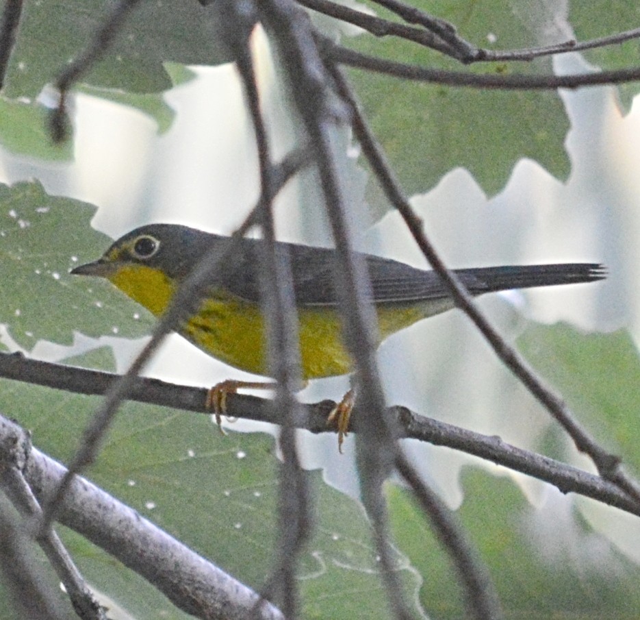 Canada Warbler - ML623821331