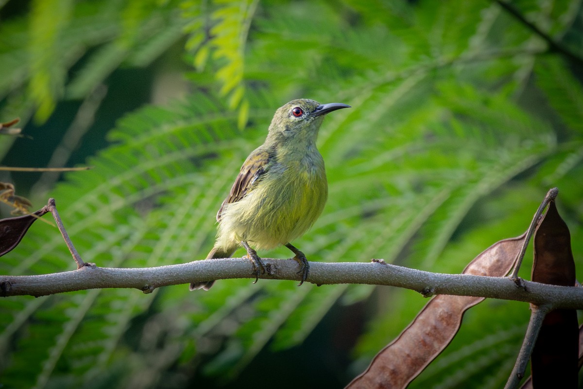 Brown-throated Sunbird - ML623821332