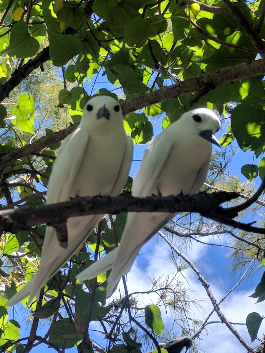 White Tern - ML623821333