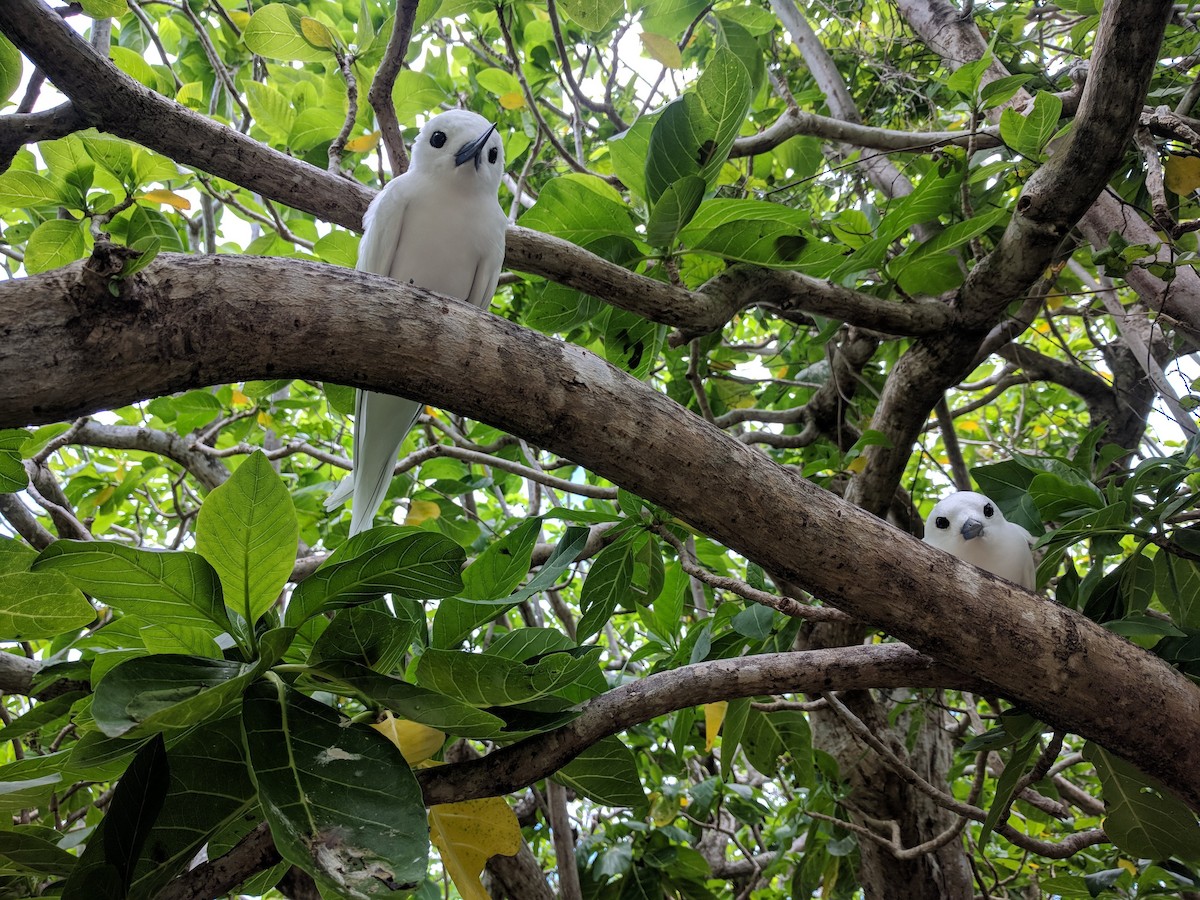 White Tern - ML623821334