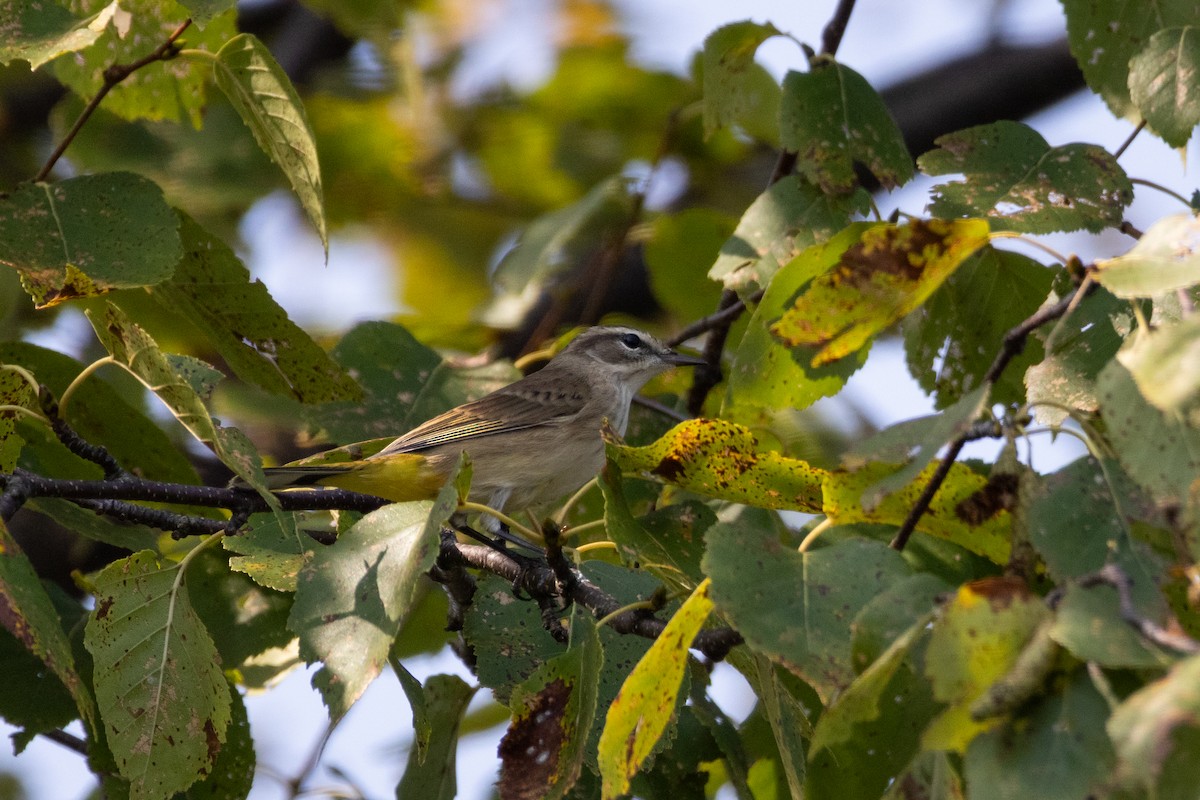 Palm Warbler - ML623821335