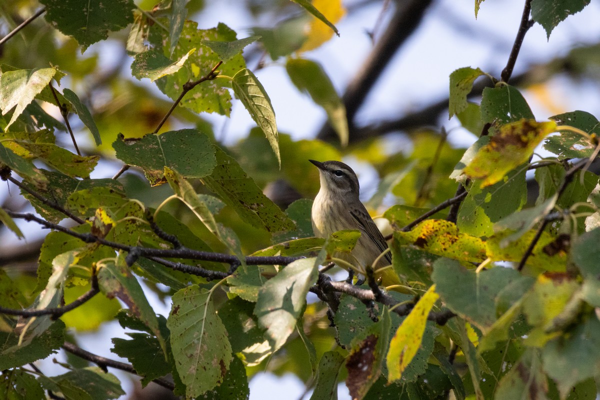 Palm Warbler - ML623821336