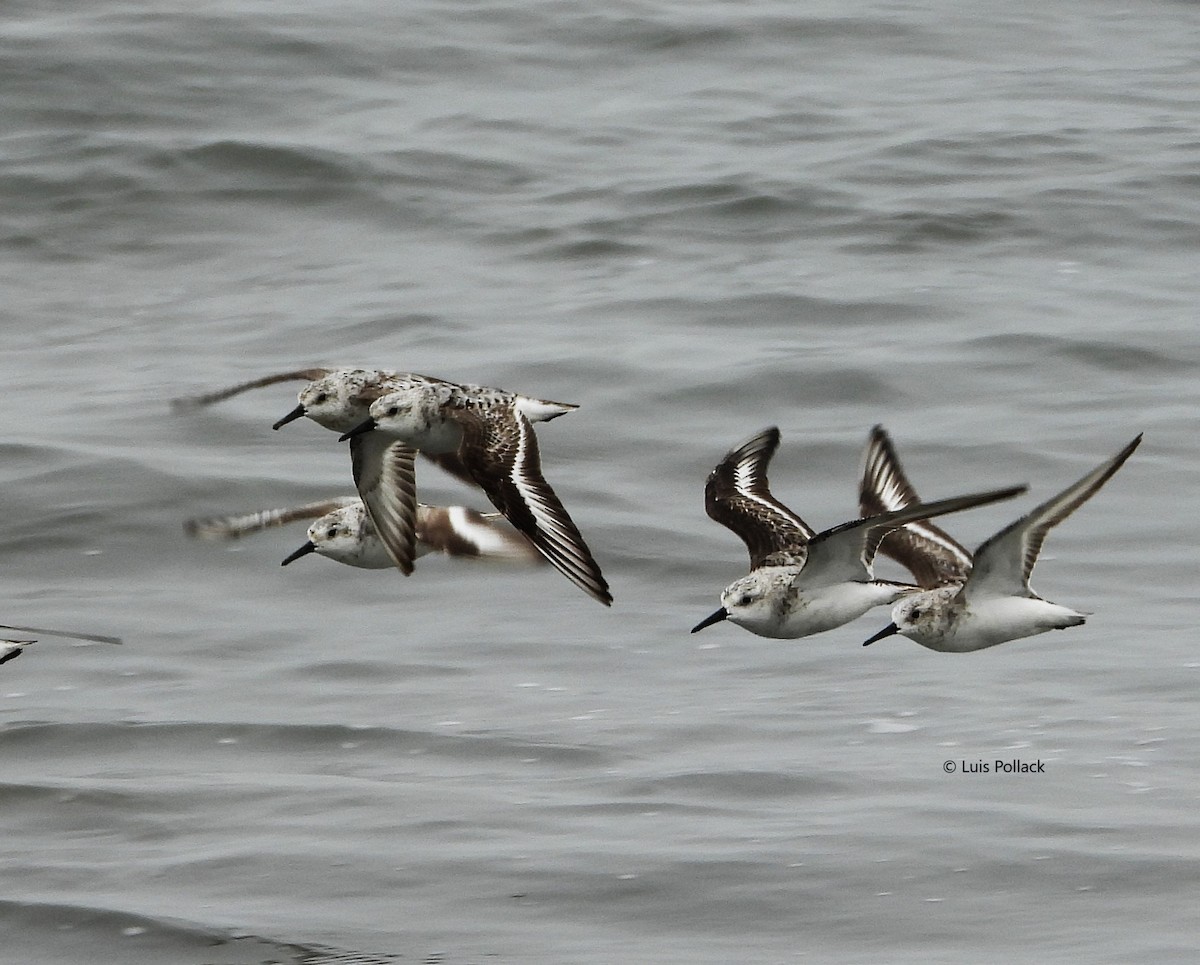 Sanderling - ML623821337