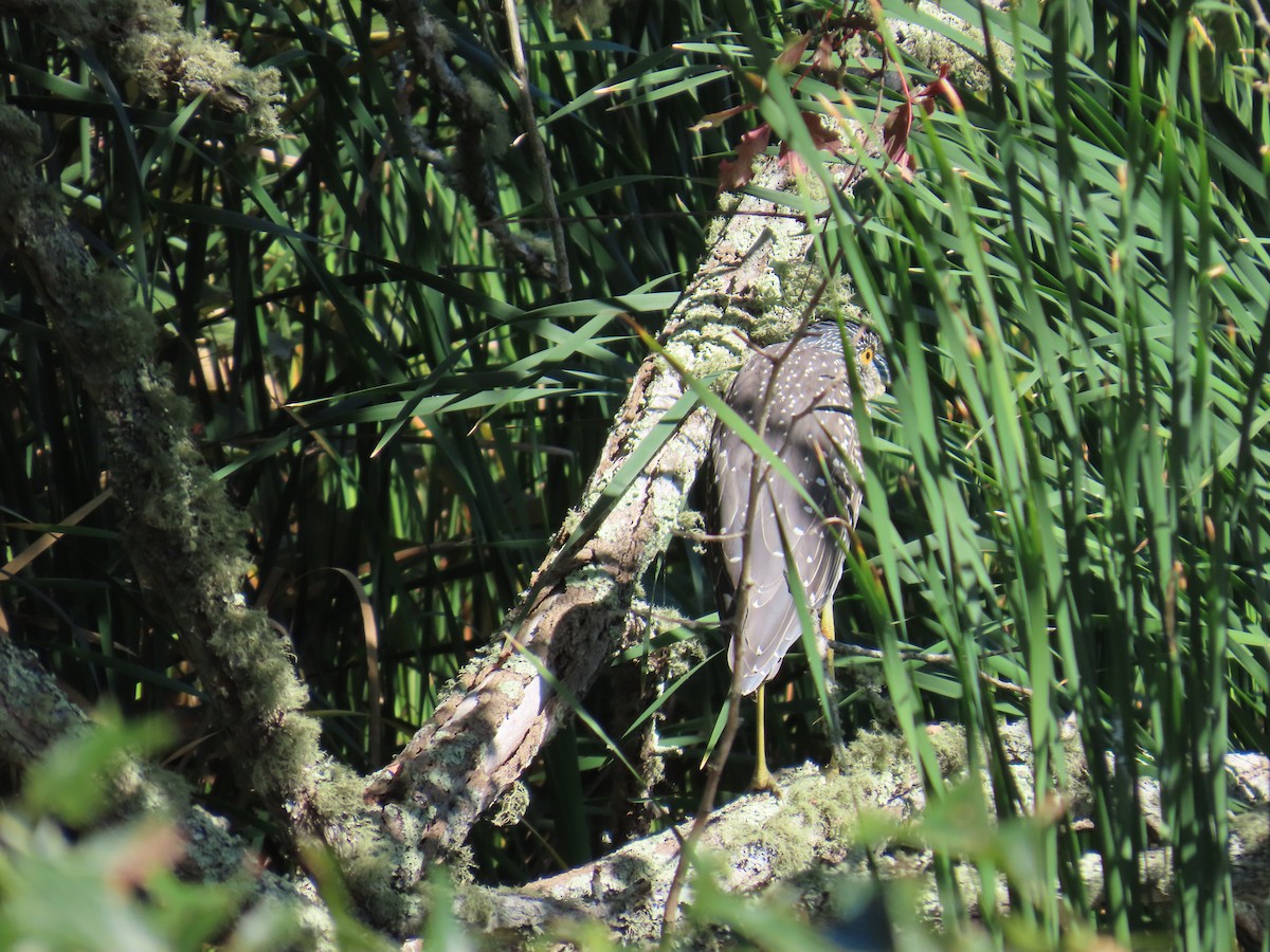 Yellow-crowned Night Heron - ML623821339