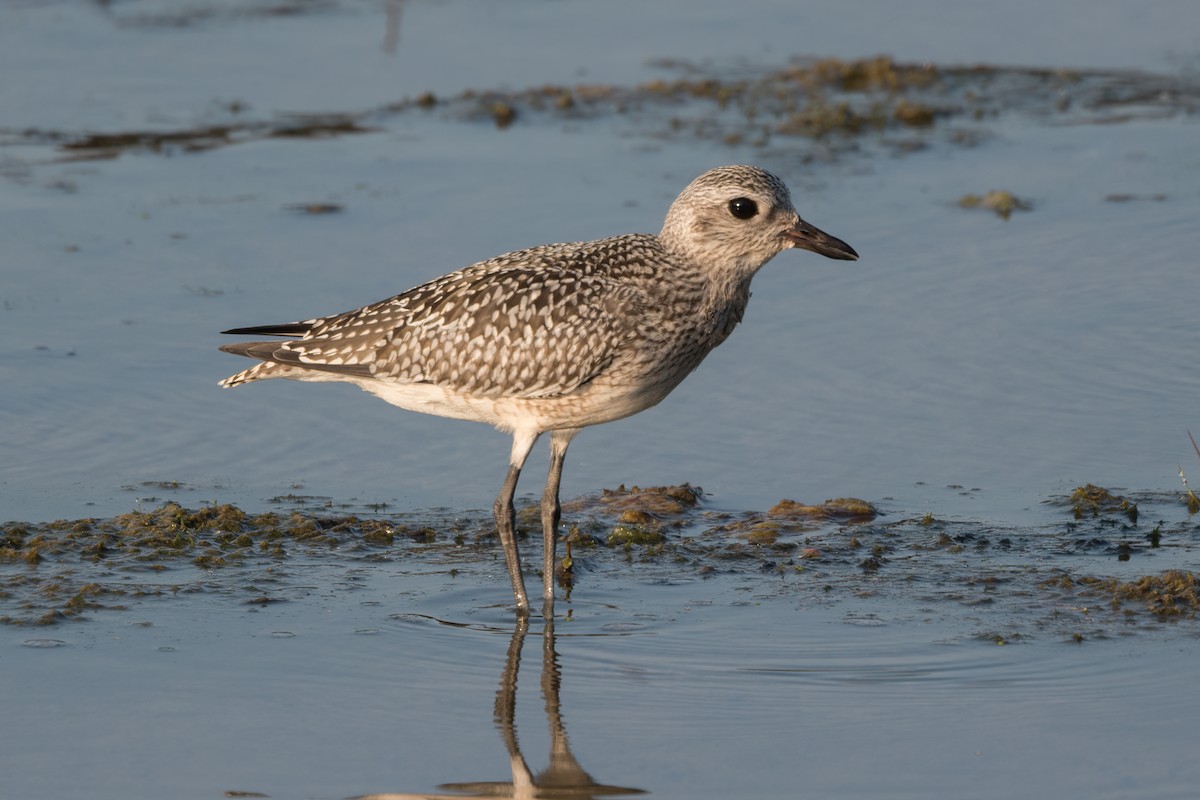 Black-bellied Plover - ML623821340