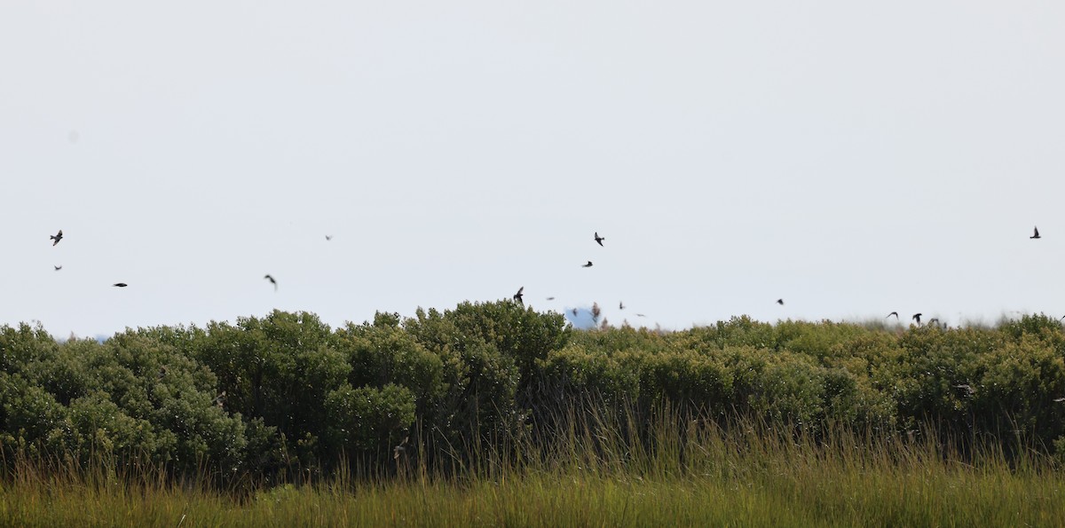 Tree Swallow - ML623821345