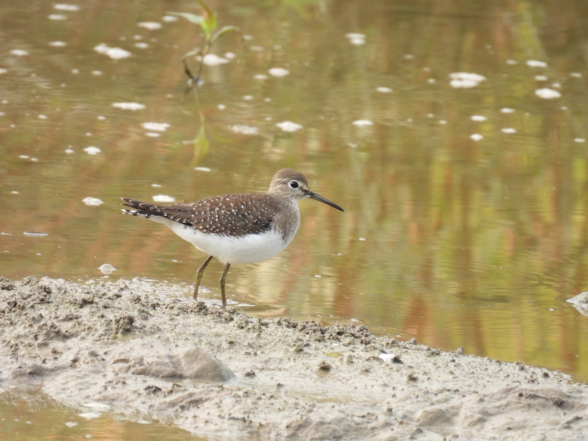 Solitary Sandpiper - ML623821348