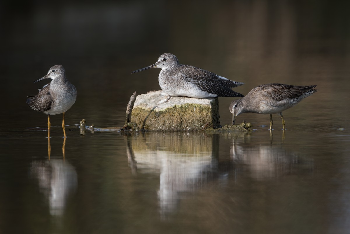 Greater Yellowlegs - ML623821350