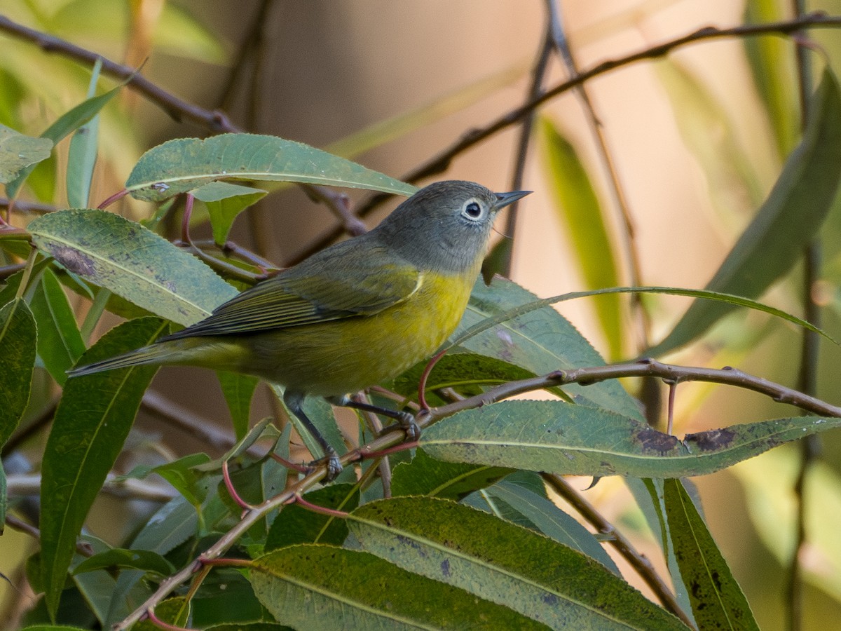 Nashville Warbler - ML623821351