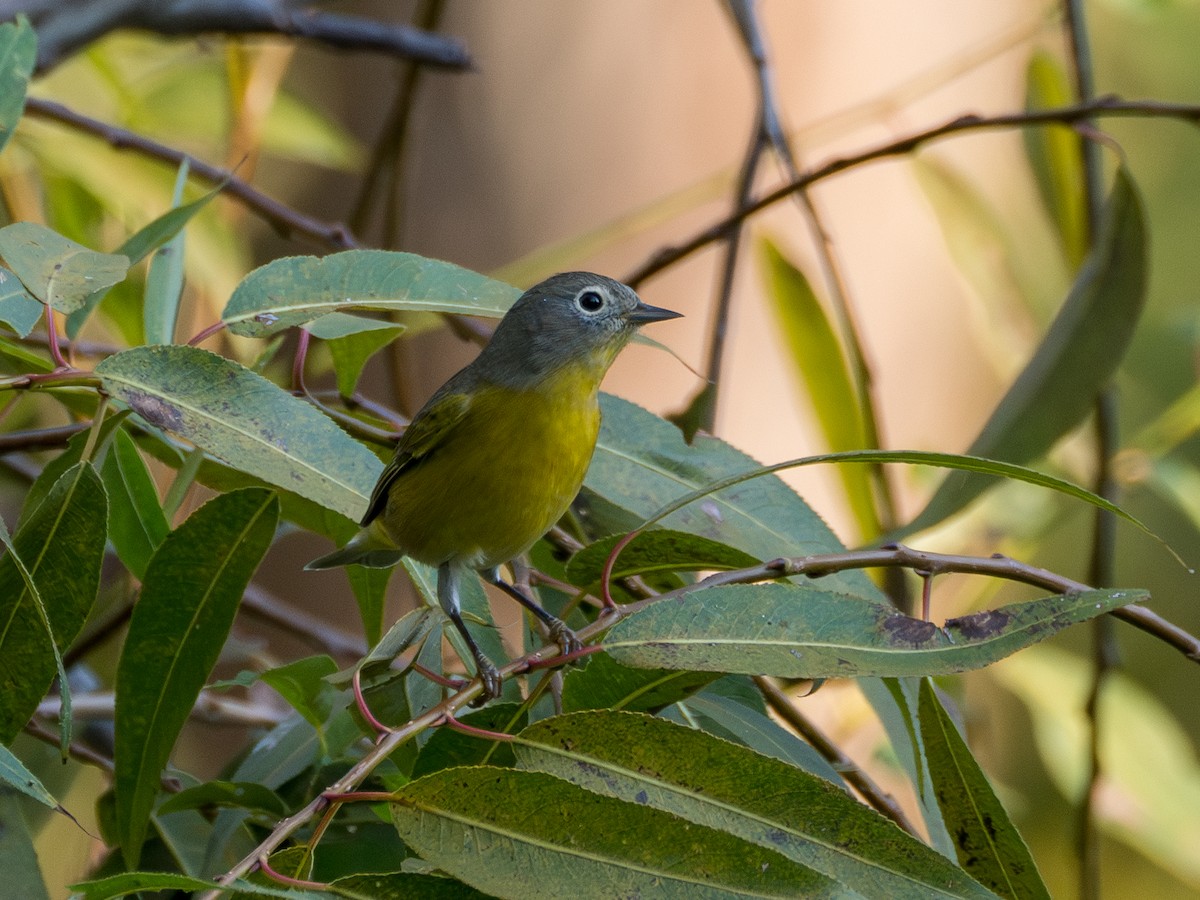 Nashville Warbler - ML623821352