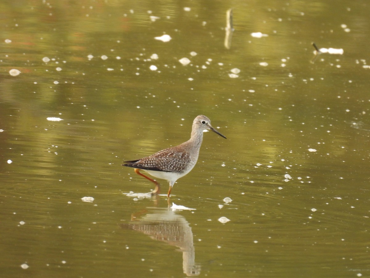 Lesser Yellowlegs - ML623821356