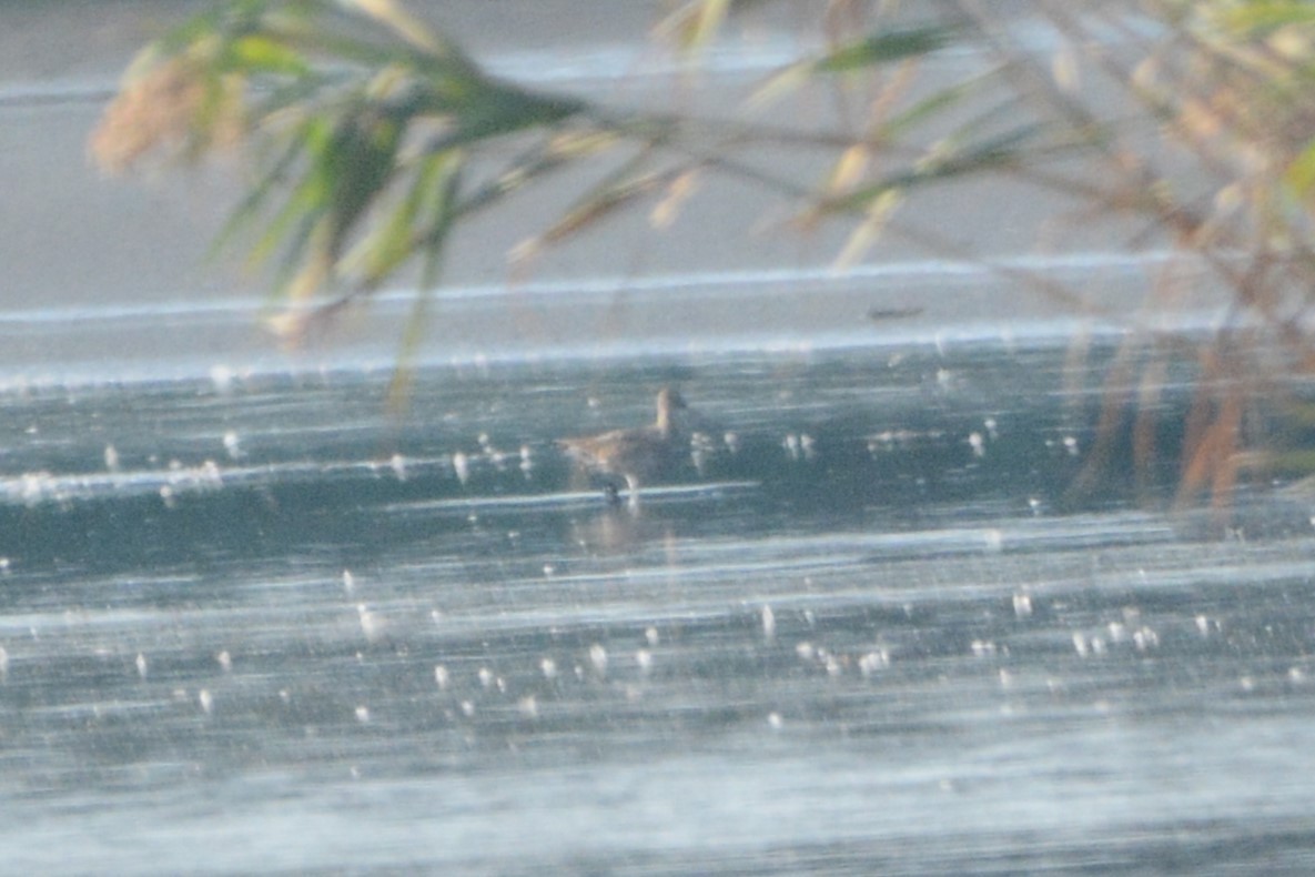 Hudsonian Godwit - ML623821357