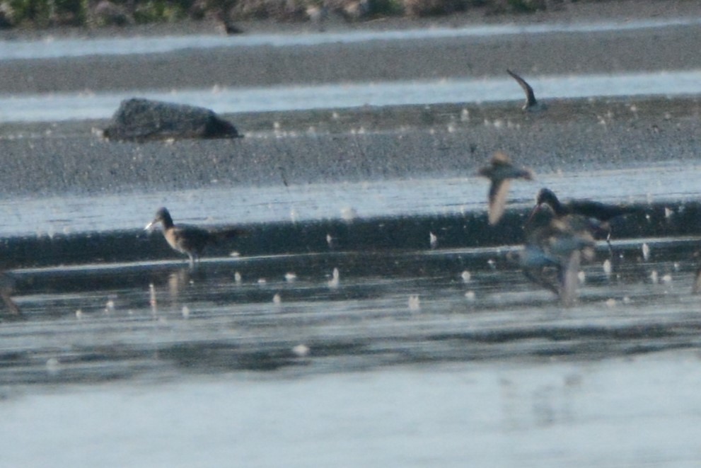 Hudsonian Godwit - ML623821360