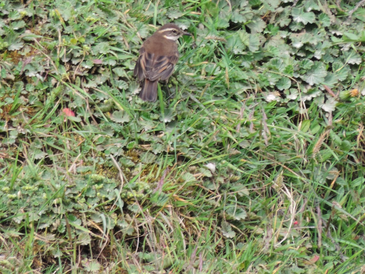 クリバネカワカマドドリ - ML623821375