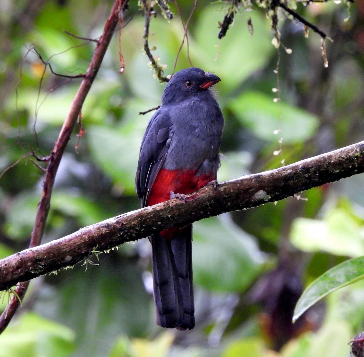 Slaty-tailed Trogon - Dallas Levey