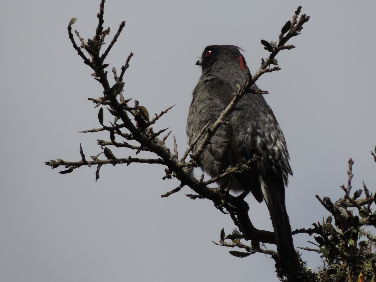 Red-crested Cotinga - ML623821397