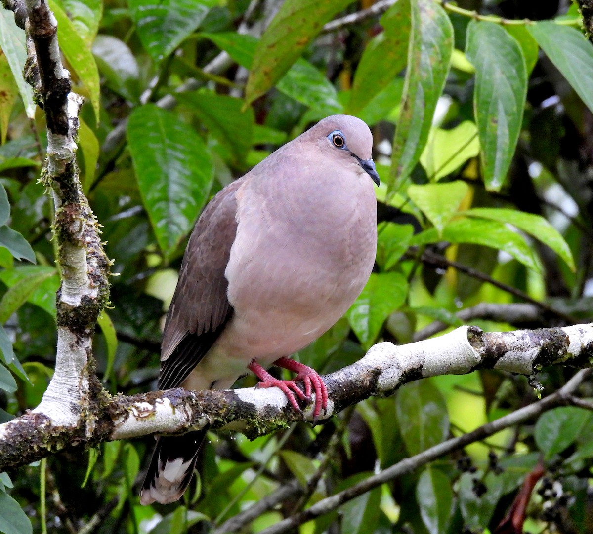 White-tipped Dove - ML623821411