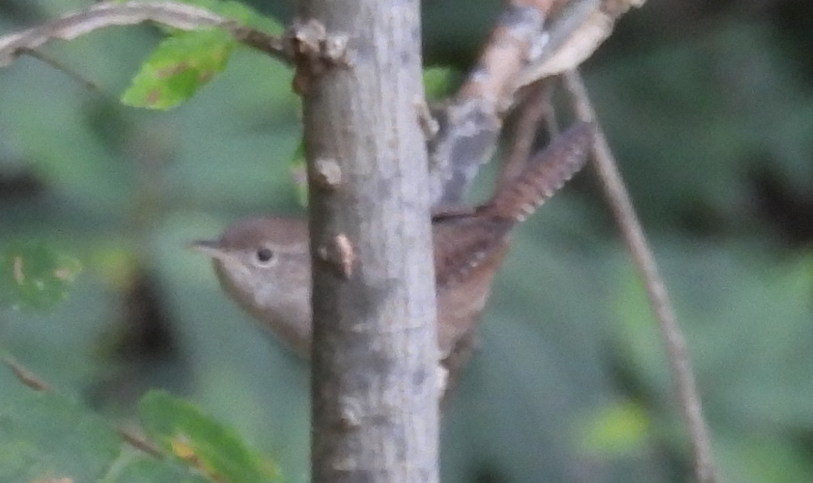 House Wren - ML623821426