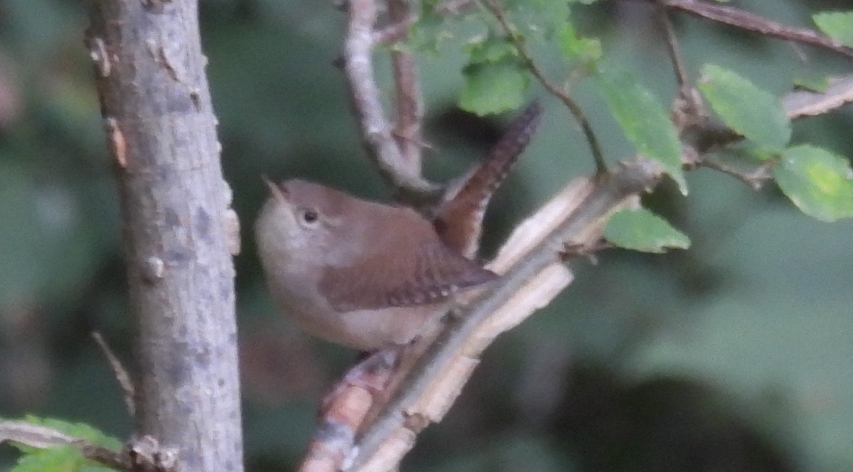 House Wren - ML623821427