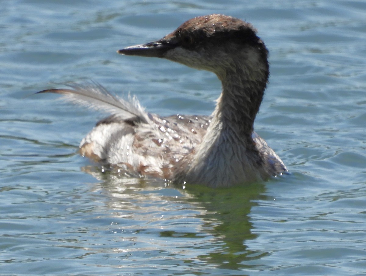 Horned Grebe - Eric Haskell