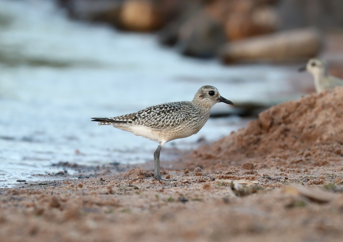 Black-bellied Plover - Charlie Anich