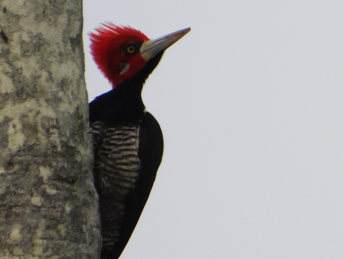 Crimson-crested Woodpecker - ML623821472