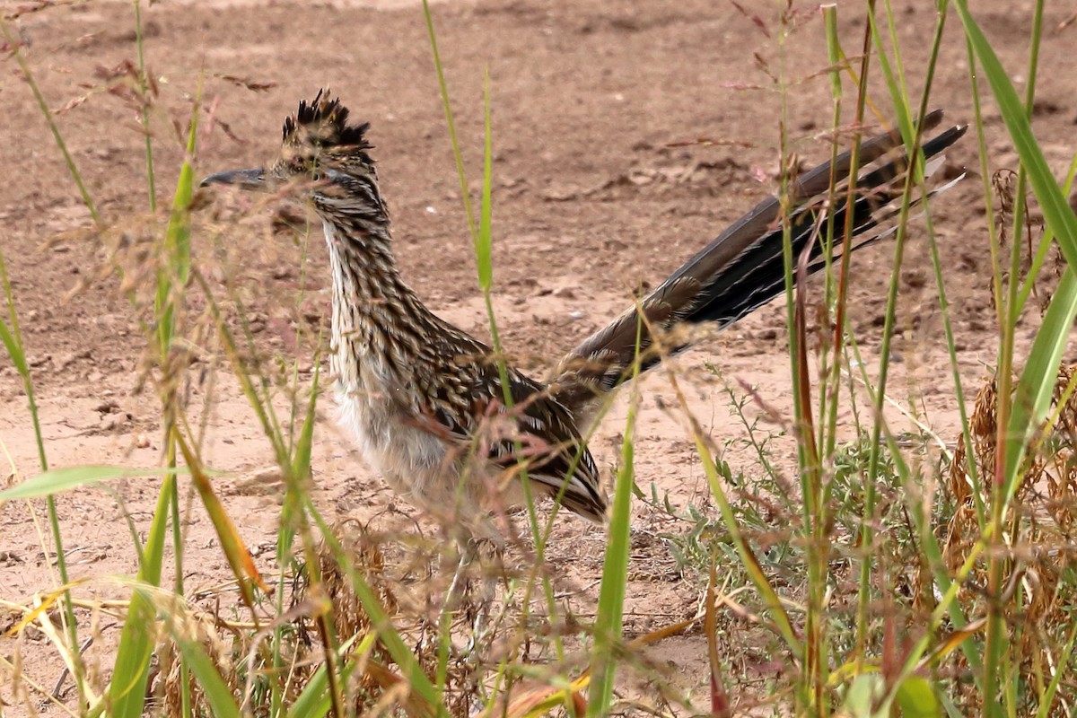 Correcaminos Grande - ML623821488