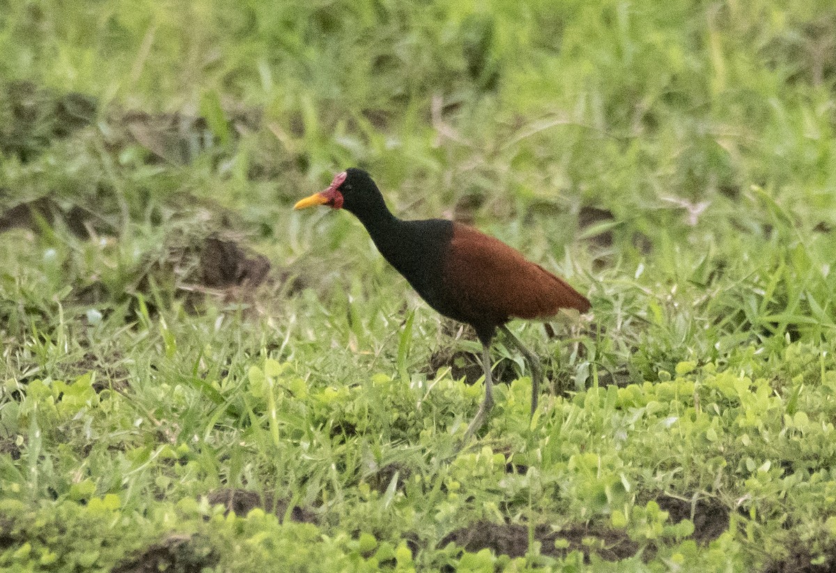 ostnák jihoamerický [skupina jacana] - ML623821500