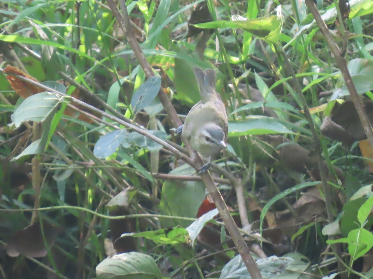 rødøyevireo - ML623821514
