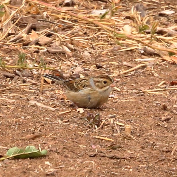 Clay-colored Sparrow - ML623821516